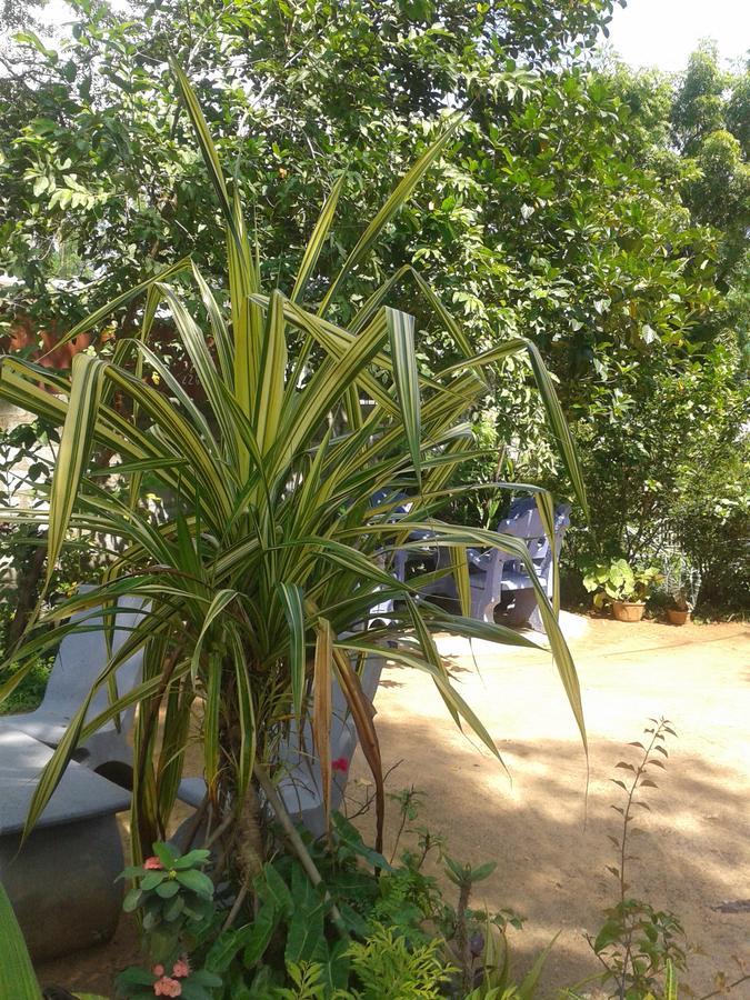 Ferienwohnung Family Nest Dambulla Exterior foto